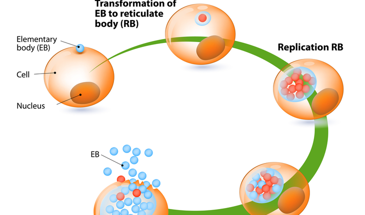 4-chlamydia