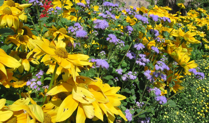 Ageratum 'Blue Horizon' & Rudbeckia 'Prairie Sun' (2)