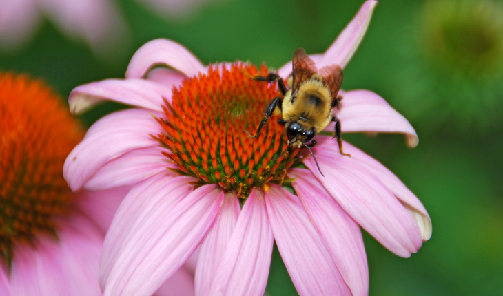 Bee on Cornflower