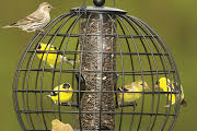 birds in birdhouse
