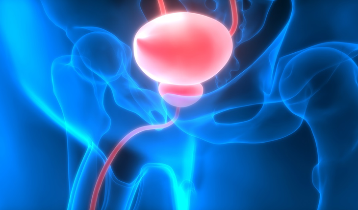 bladder