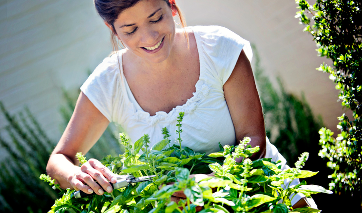 bonnie_harvesting-basil_horiz
