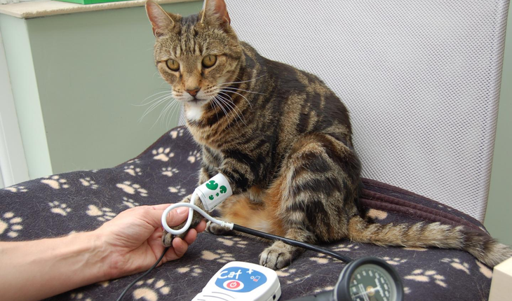 cat blood pressure