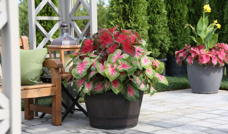 caladiums-in-container_photo-credit_longfield-gardens-com