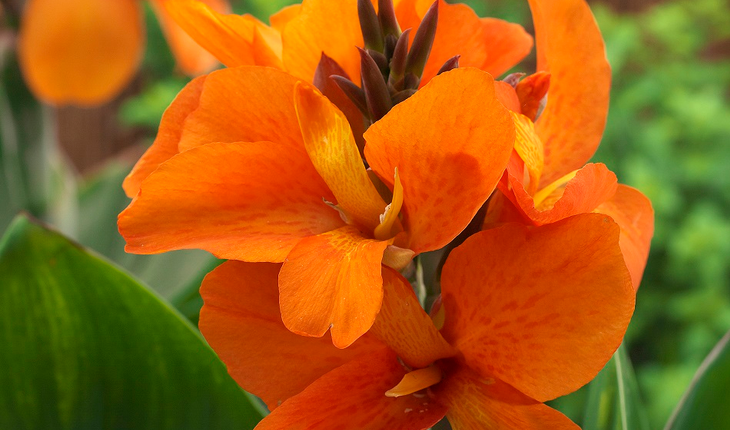 Canna_SouthPacificOrange_AmericanTakii_All America Selections
