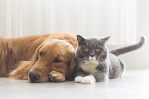 dog-and-cat