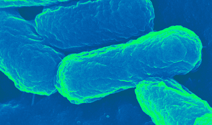 Ecoli capsule
