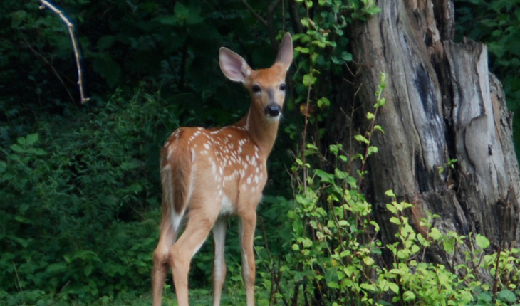 Deer