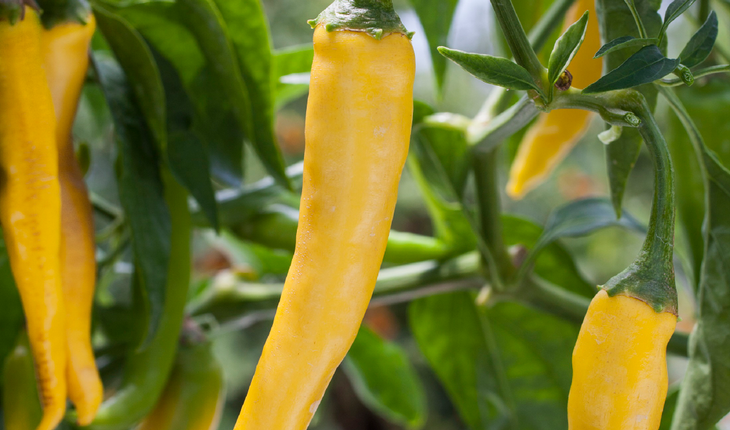 Golden cayenne peppers