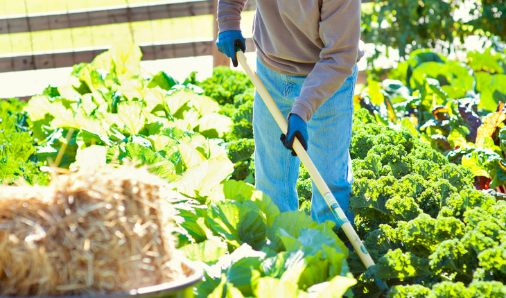 Intensive planting rows_vert_ photocredit_Bonnie Plants