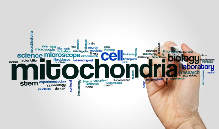 mitochondria-word-cloud