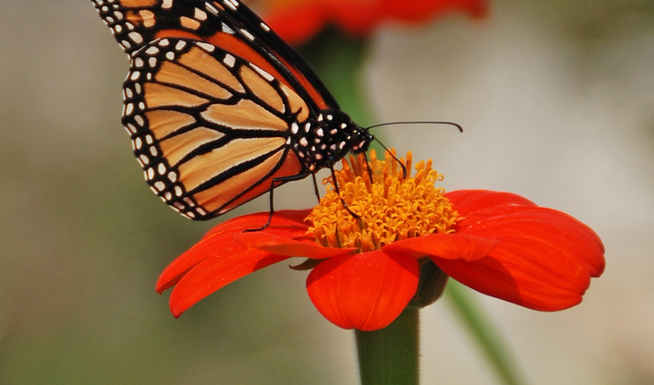 Monarch on Tithonia