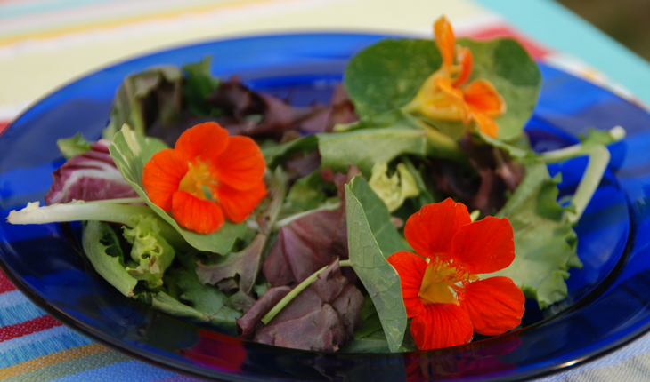 nasturtium in salad