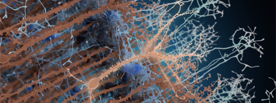 Neurons