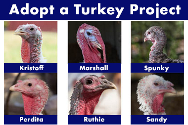 newsletter_thankslivingarticle
