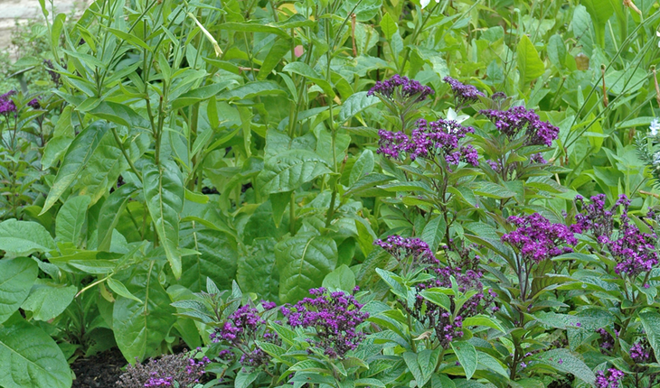 nicotiana-heliotrope-photo-credit-melinda-myers-llc