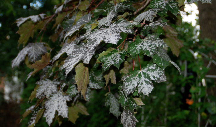 powdery-mildew-photo-credit-melinda-myers-llc