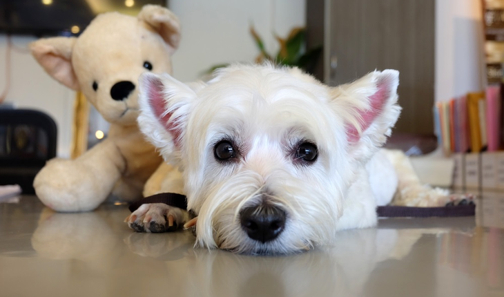 puppy-and-toy