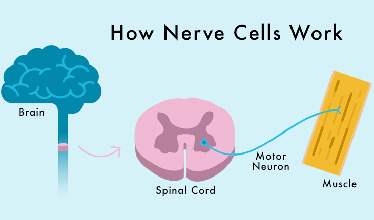 Everything You Need to Know About Spinal Muscular Atrophy (SMA