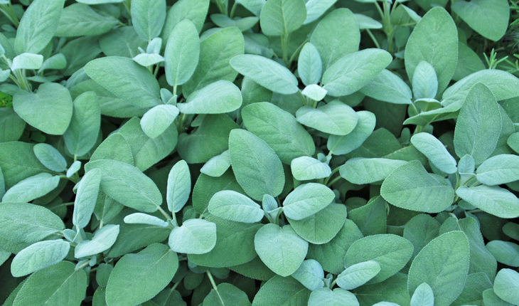 sage
