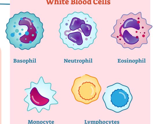 white-blood-cells-copy