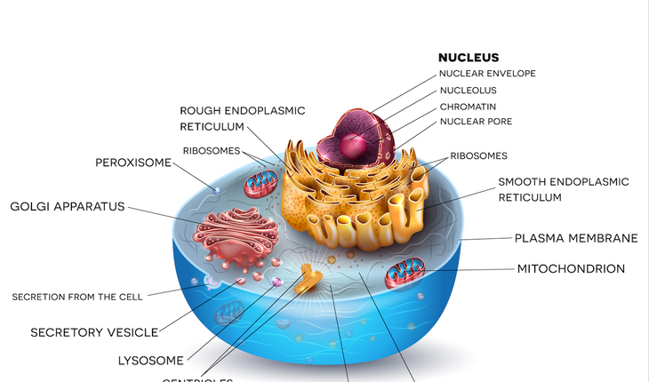 anatomy-of-a-cell