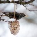 bird-winter