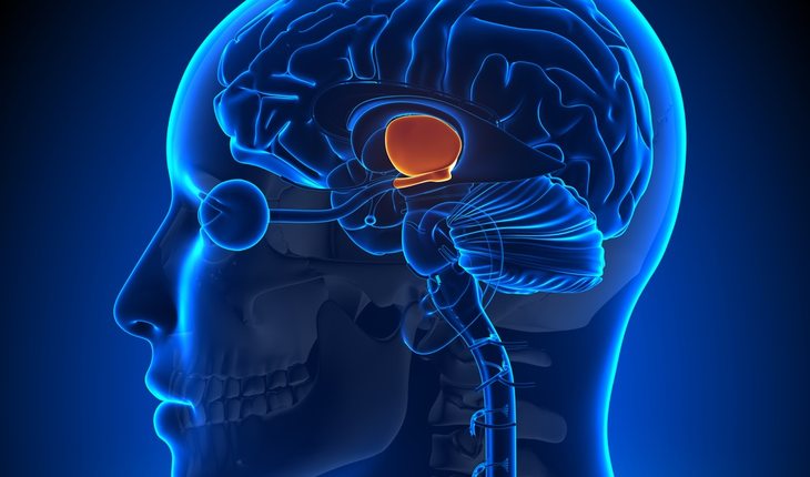 brain