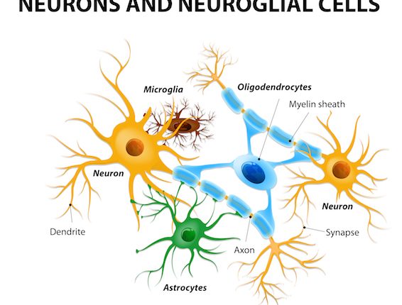 brain-cells