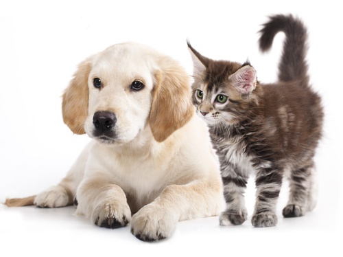 cat and dog