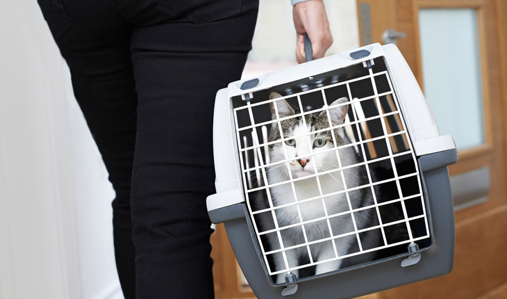 cat in carrier