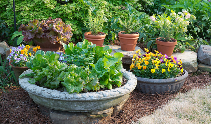 Lettuce and herb container in spring