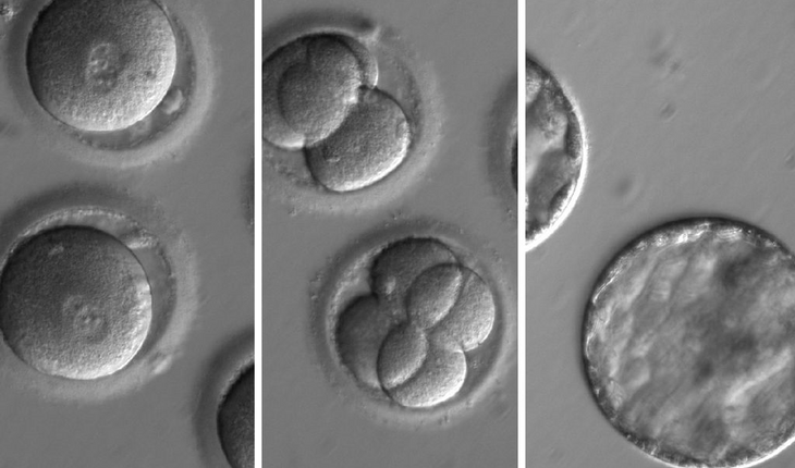 embryo-sequence