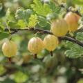 gooseberries