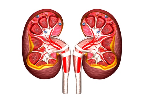 kidney cross section
