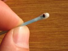 lyme-disease-tick.jpg