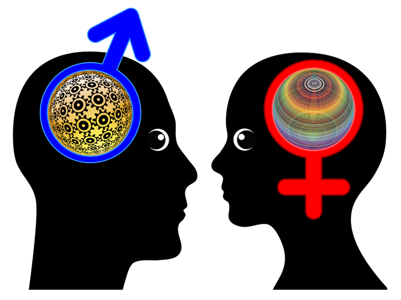 male and female brains