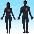 male and female hearts