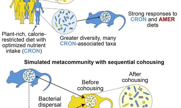 microbiota and diet