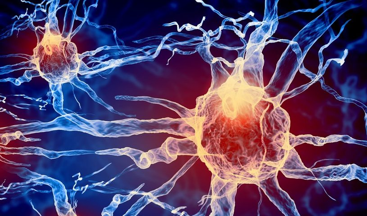 nerve cells