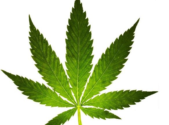 marijuana leaf