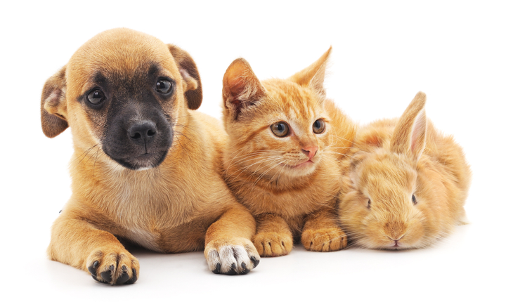 puppy-kitten-bunny