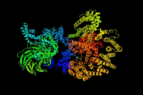 rapamycin
