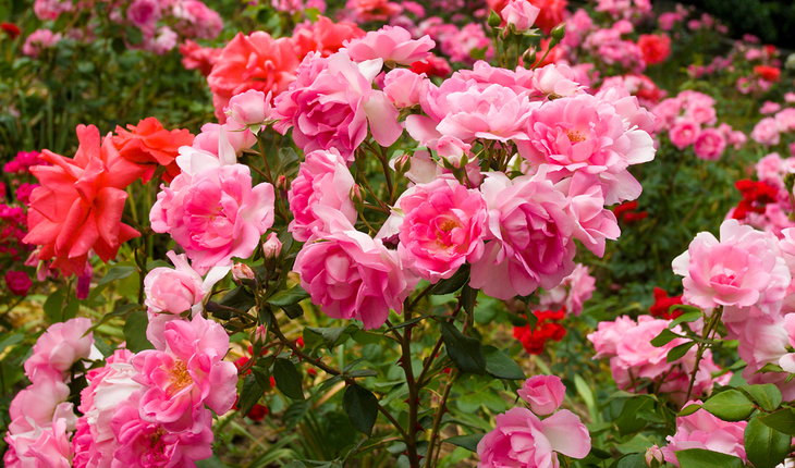 Rose Bush