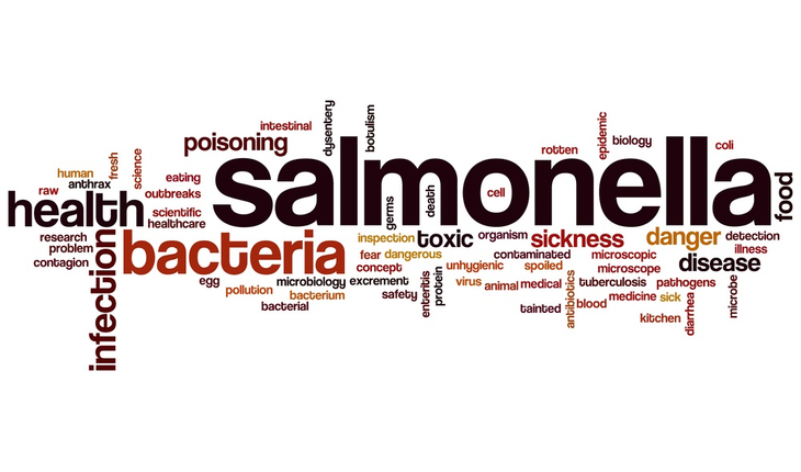 salmonella-word-cloud