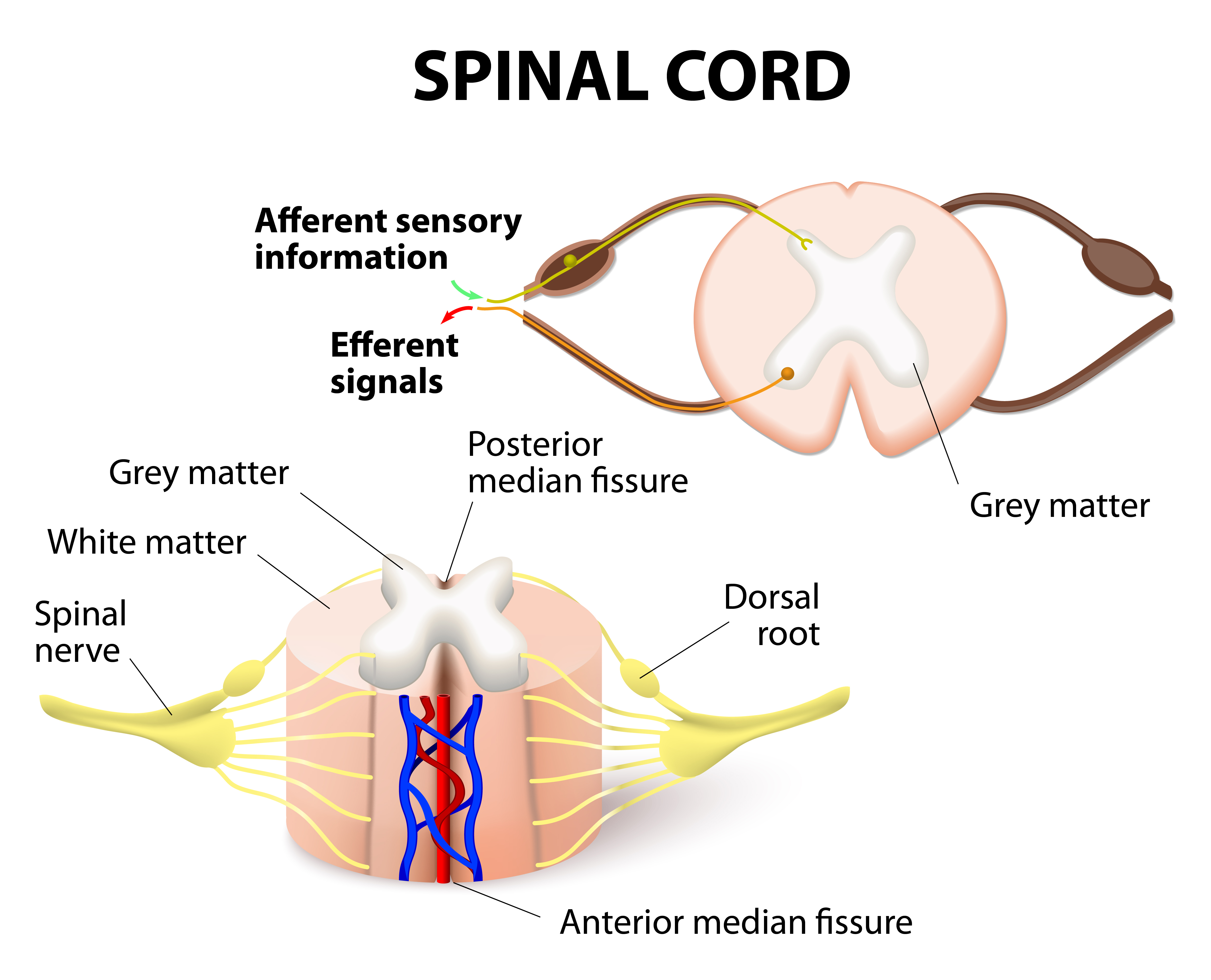 Herbs penetrate nerves spinal cord