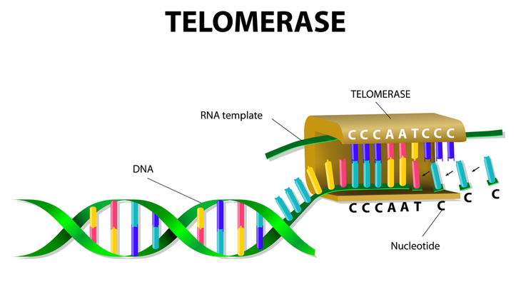 telomerase