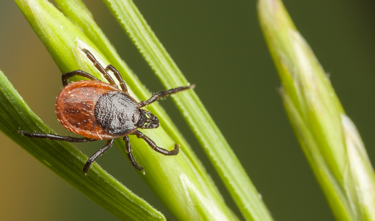 tick-on-a-plant-straw
