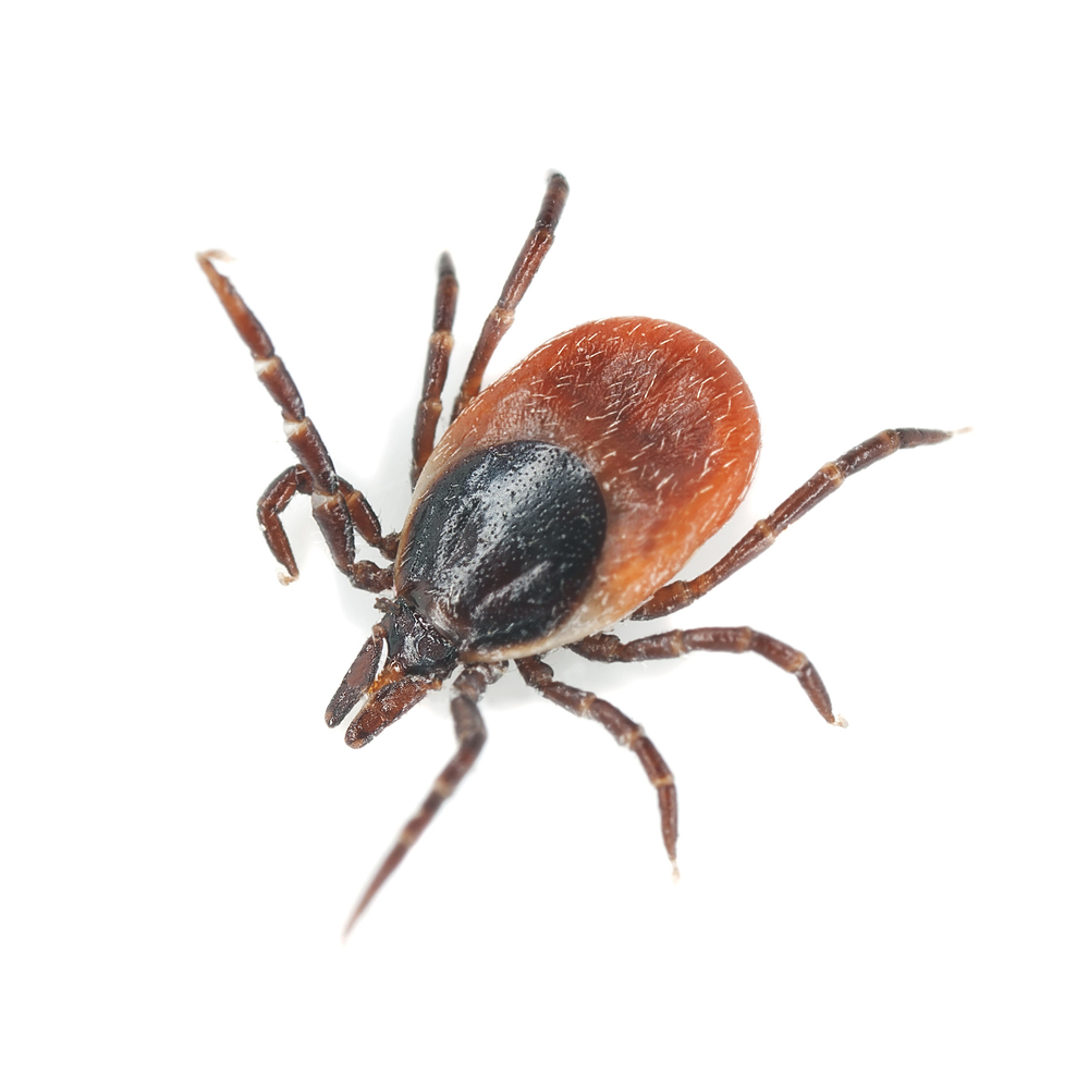tick.jpg