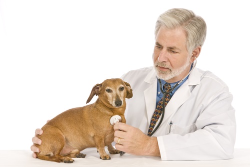 veterinarian-and-dog.jpg